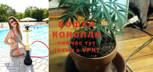 сатива Коряжма